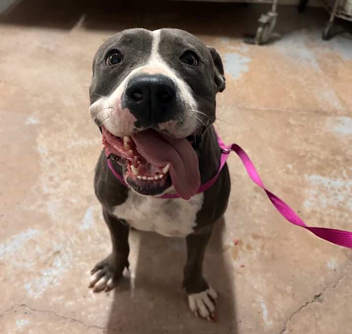 Photo of Nova(Rhode)