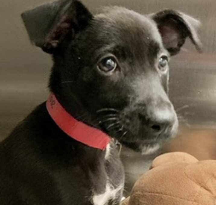 Photo of Shiloh