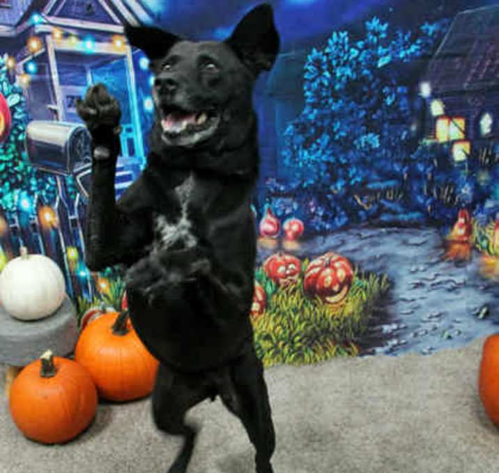 Photo of Ringo