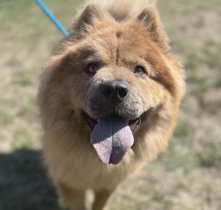 Photo of Blossom