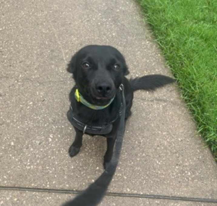 Photo of Nugget
