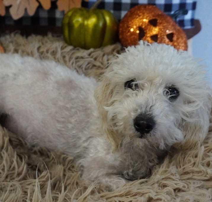 Photo of Barney
