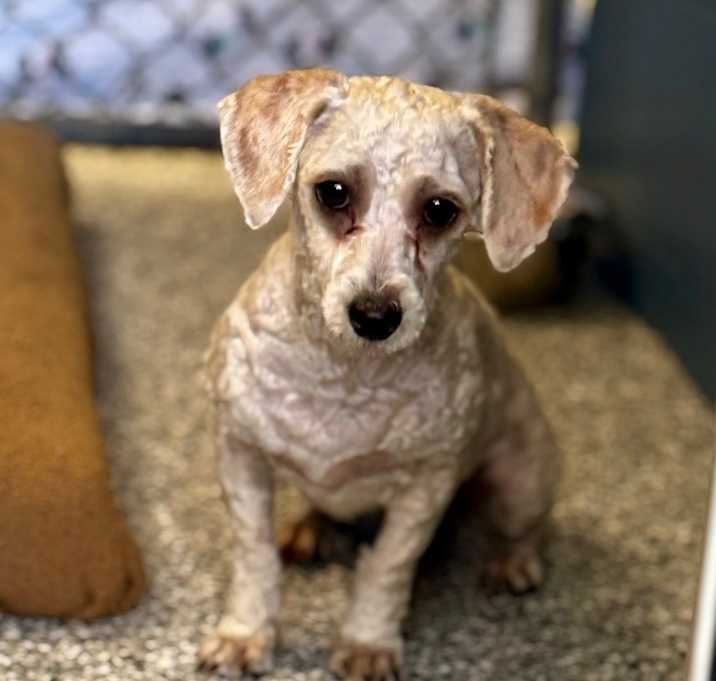 Photo of Roxy