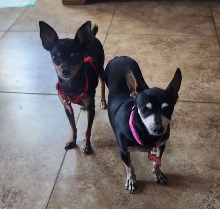 Photo of Mia & Pickles