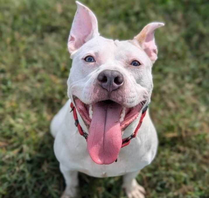 Key Key Dance - In Foster