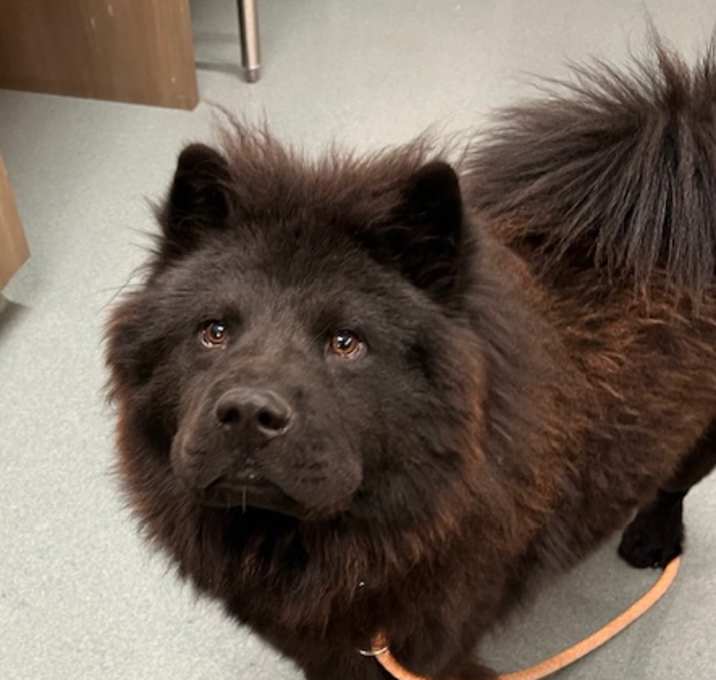 Photo of SMOKY
