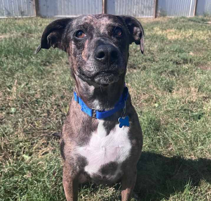 Photo of Maximus Blue