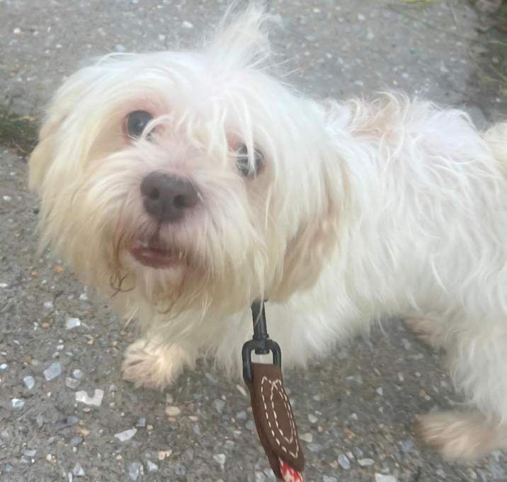 Photo of POOCH *In NY FOSTER/ADOPT