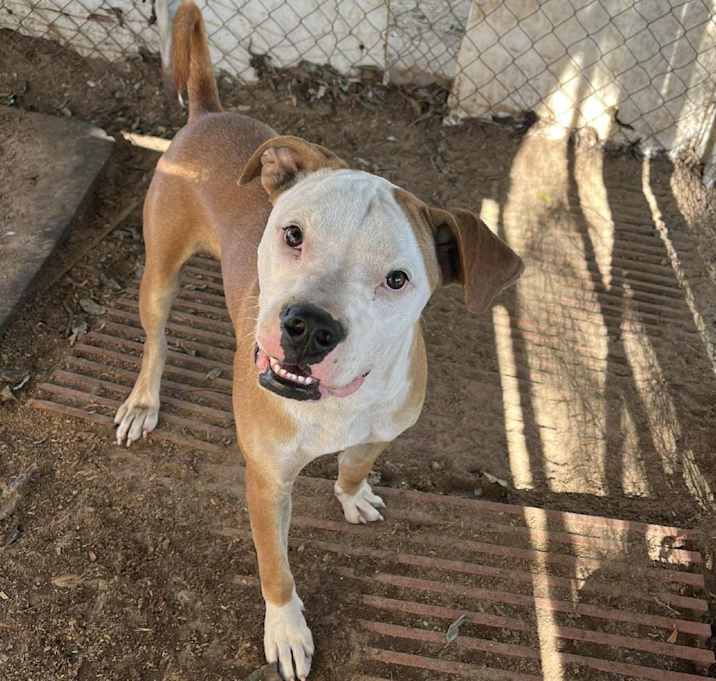 Photo of Chicken Egg Roll