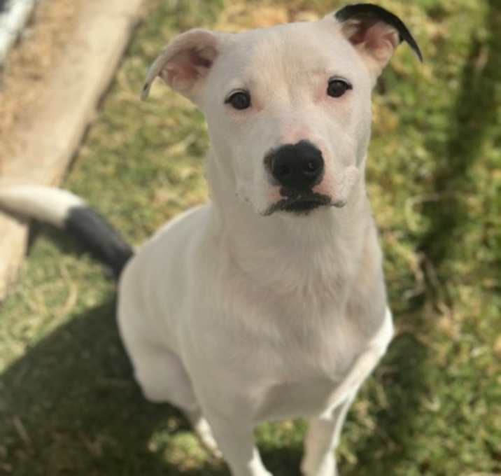 Photo of Mr. Peabody