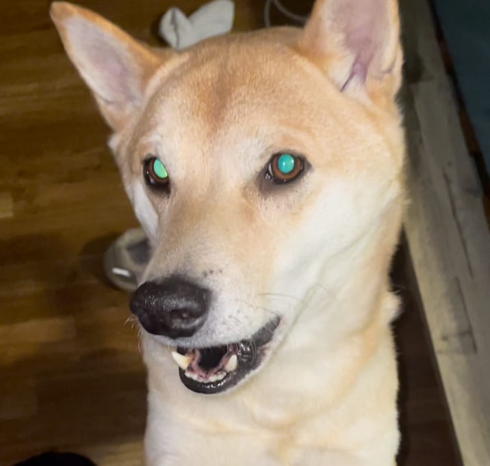 Photo of Hiro (Pronounced Hero)