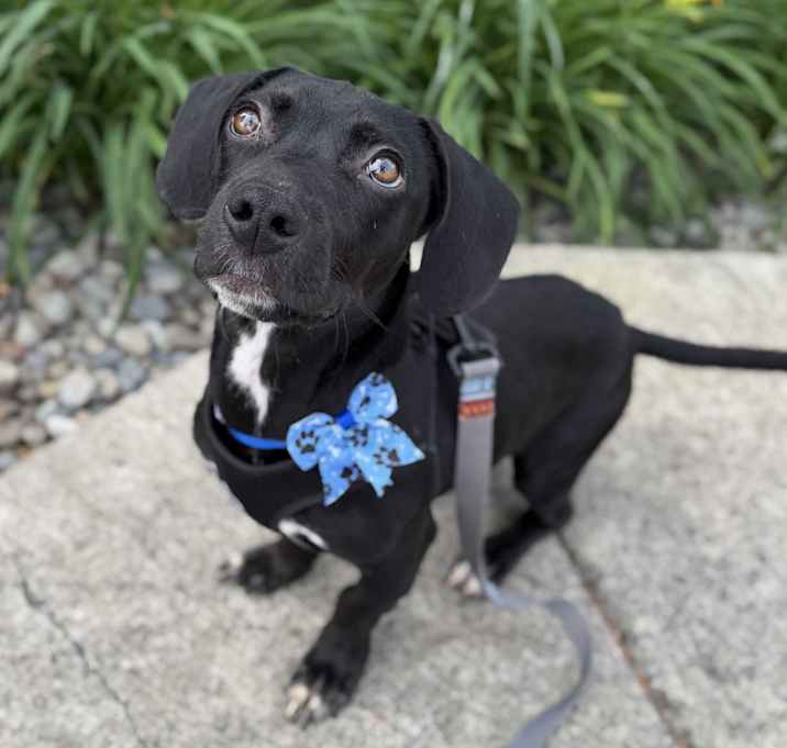 Photo of Buck