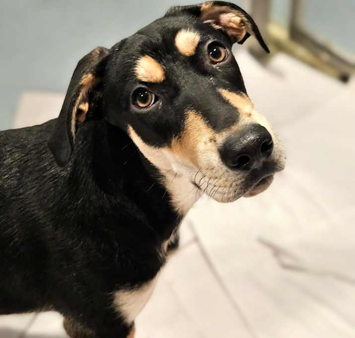 Photo of Stuart (REDUCED FEE!)