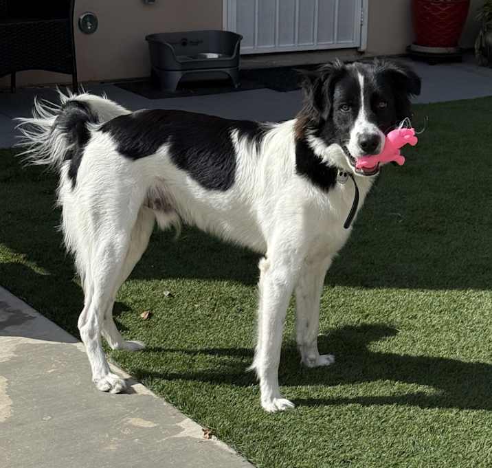 Photo of Bandit