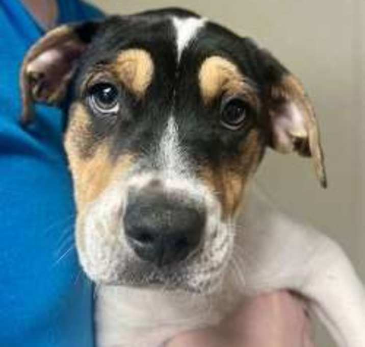 Photo of Tom and Tippy