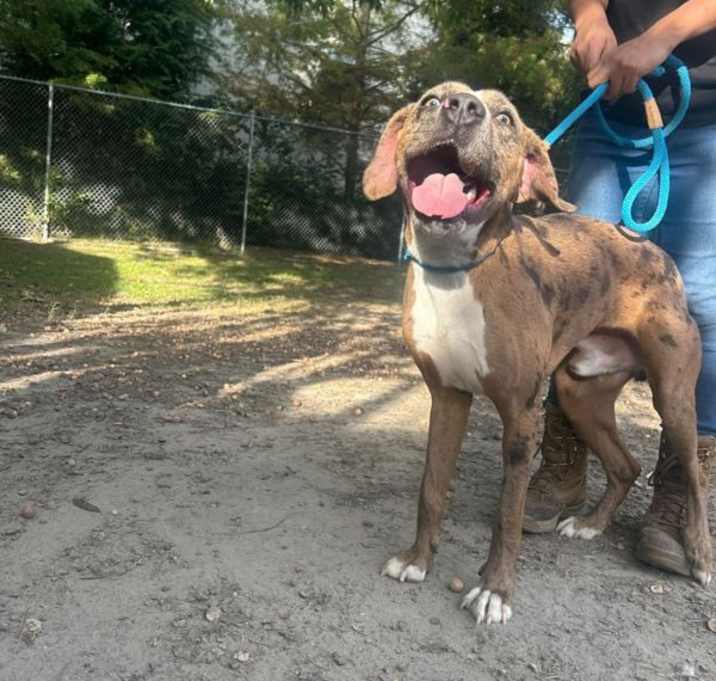 Photo of King Of The Mountain