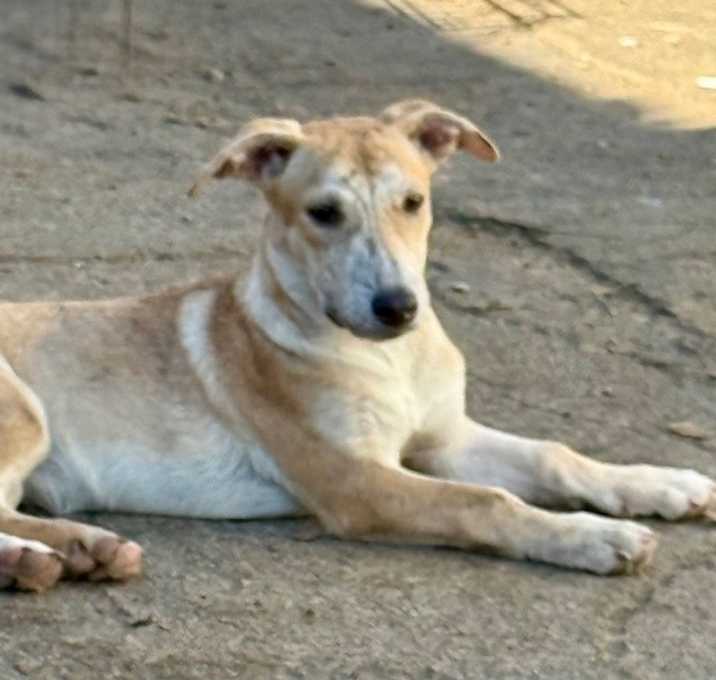 Photo of Katydid Bug