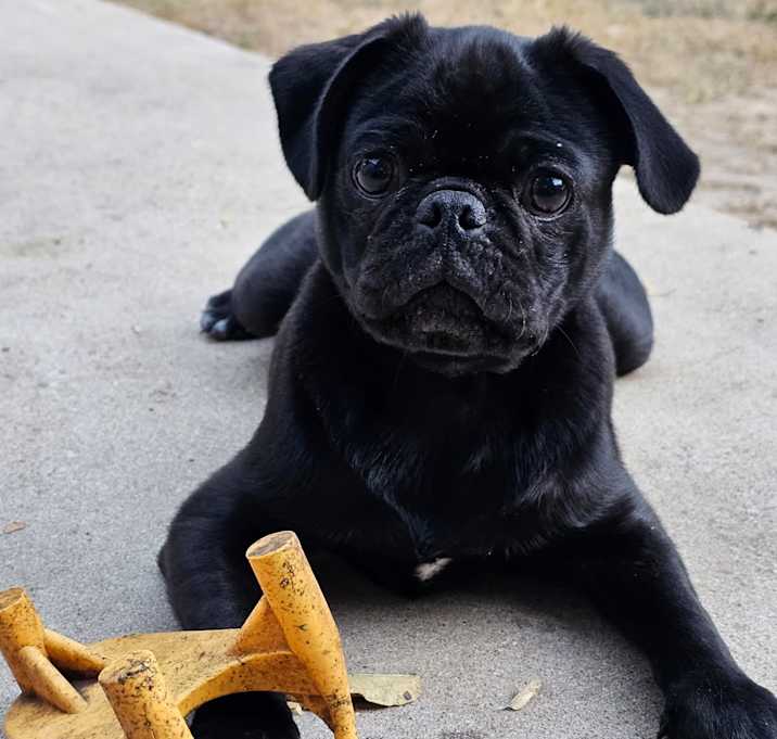 Photo of Otis