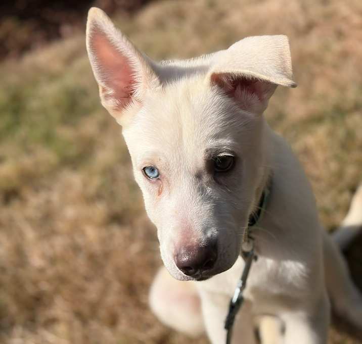 Photo of TIKO