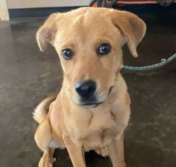 Photo of Found stray: Anna