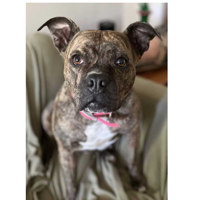 Photo of Pepper-Foster me?