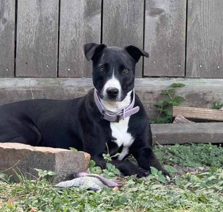Photo of PENNY LANE
