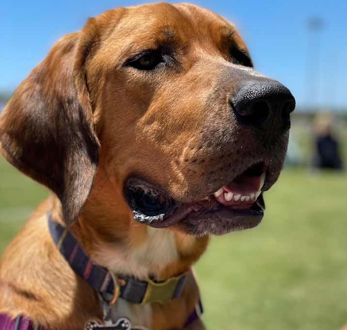 Photo of Bear