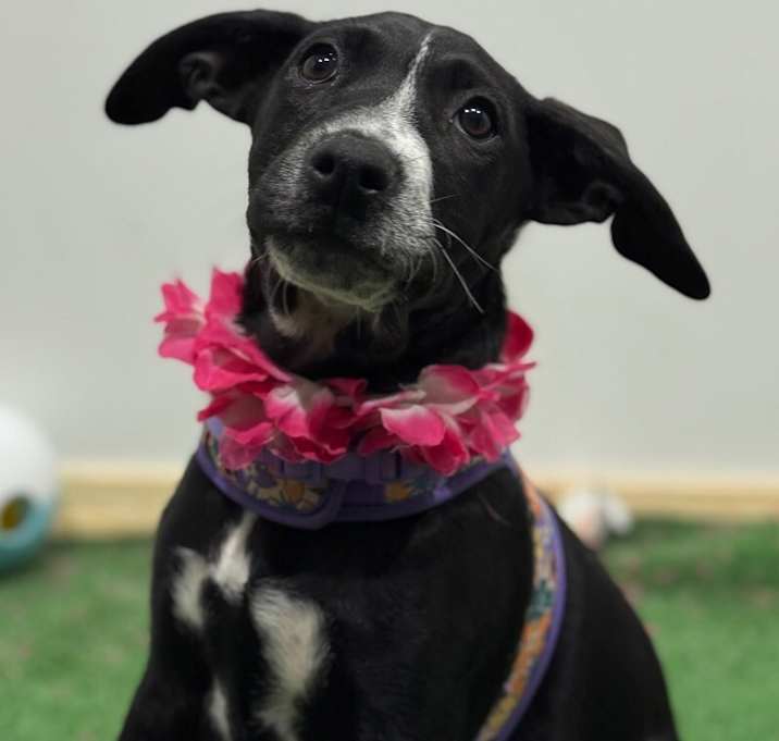 Photo of Roxy Ranger