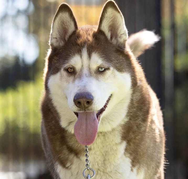 Photo of Bear