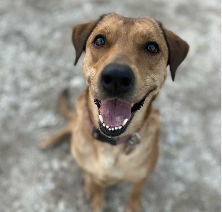Photo of Sweetie Pie