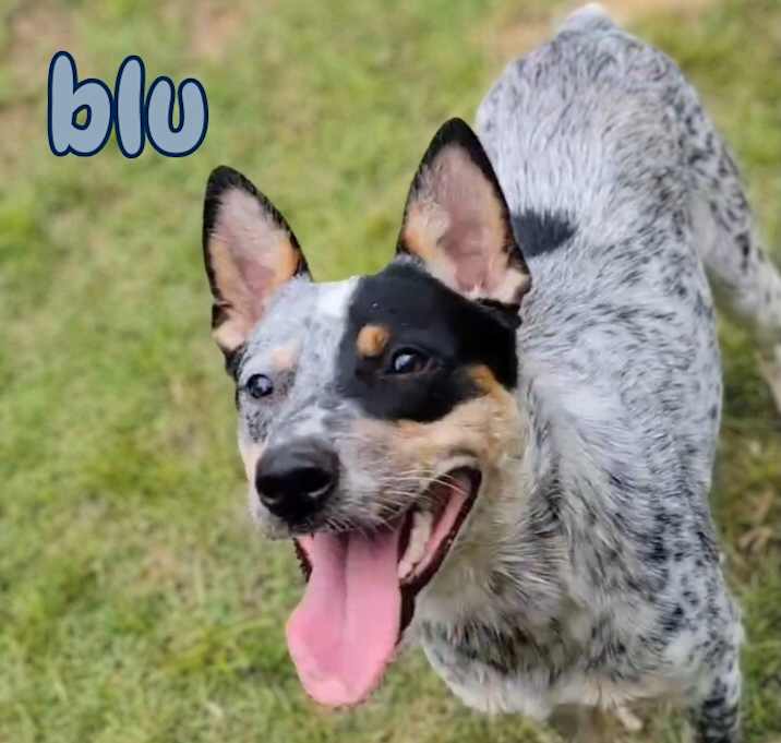 Photo of Blu