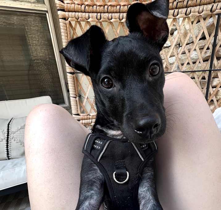 Photo of Nelson B608