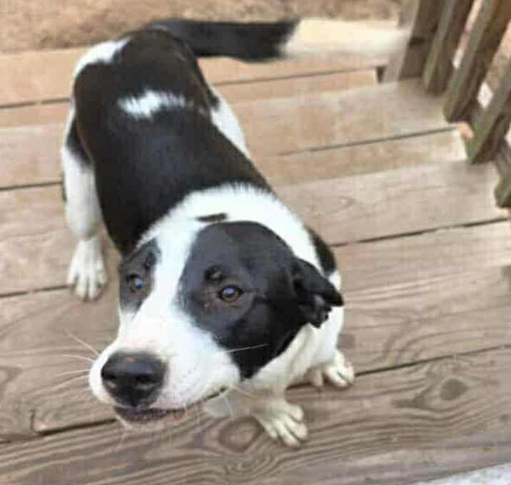 Photo of Oreo