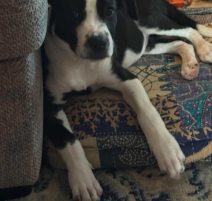 Photo of Stella