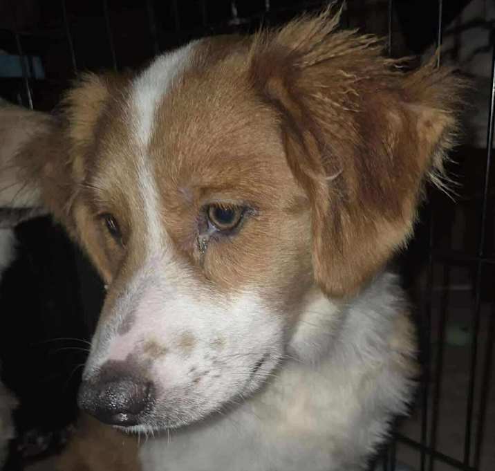 Photo of Rusty