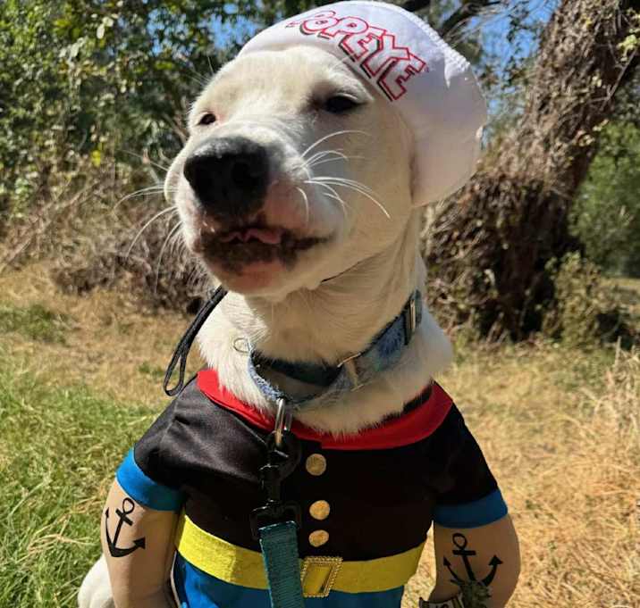 Photo of Picasso Shakespeare AM