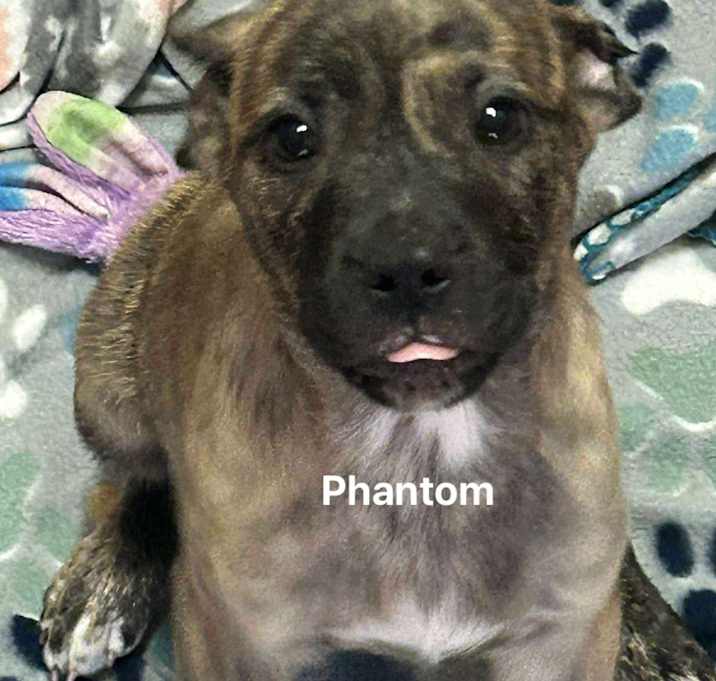 Photo of Phantom