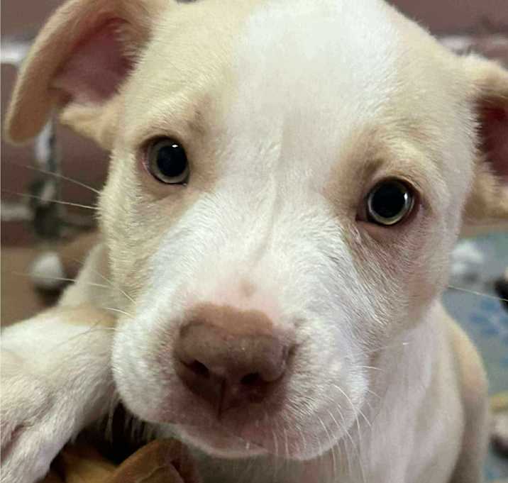 Photo of Casper