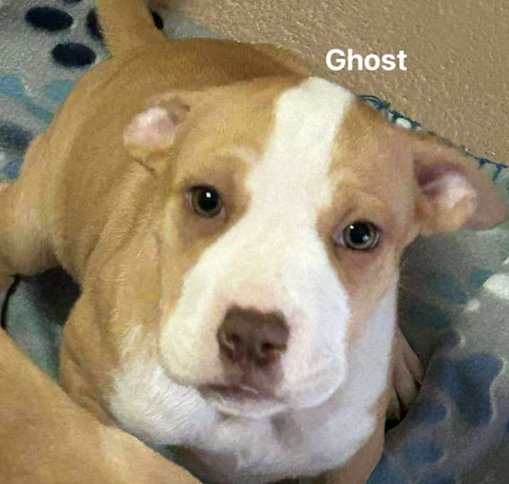 Photo of Ghost