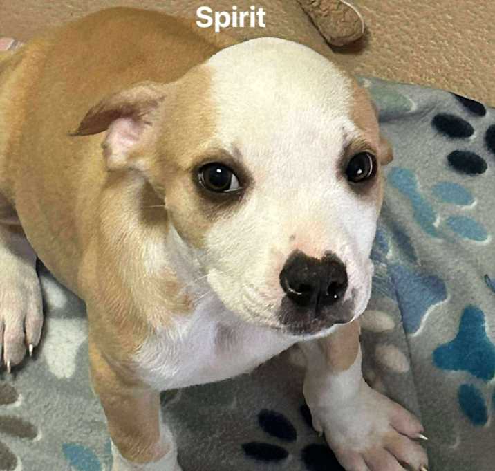 Photo of Spirit