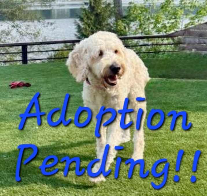 Photo of Elsie Doodle - your new white shadow!