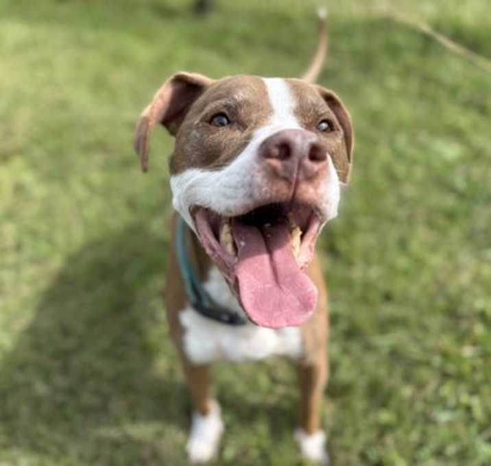 Photo of 182745 Remmington