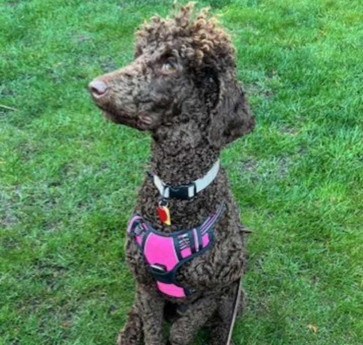 Photo of Cocoa - PENDING ADOPTION