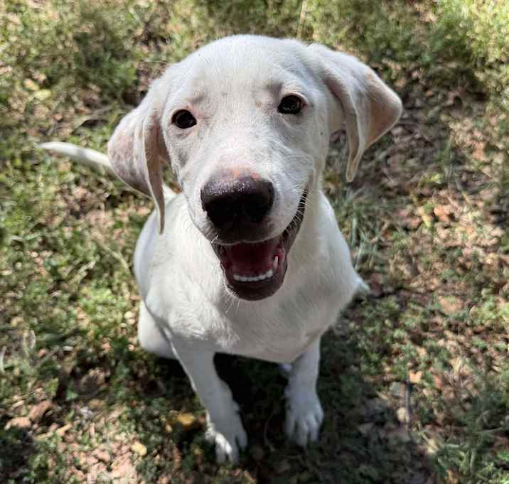 Photo of Nacho
