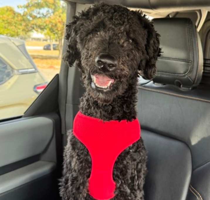 Photo of Rusty