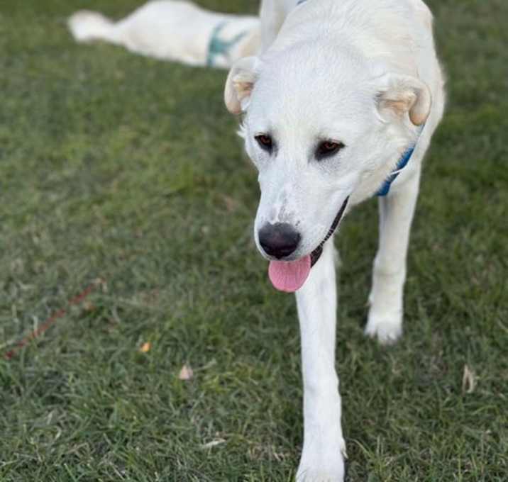 Photo of Duke