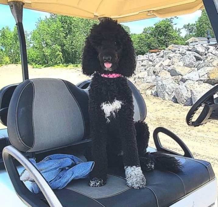 Photo of Phoebe