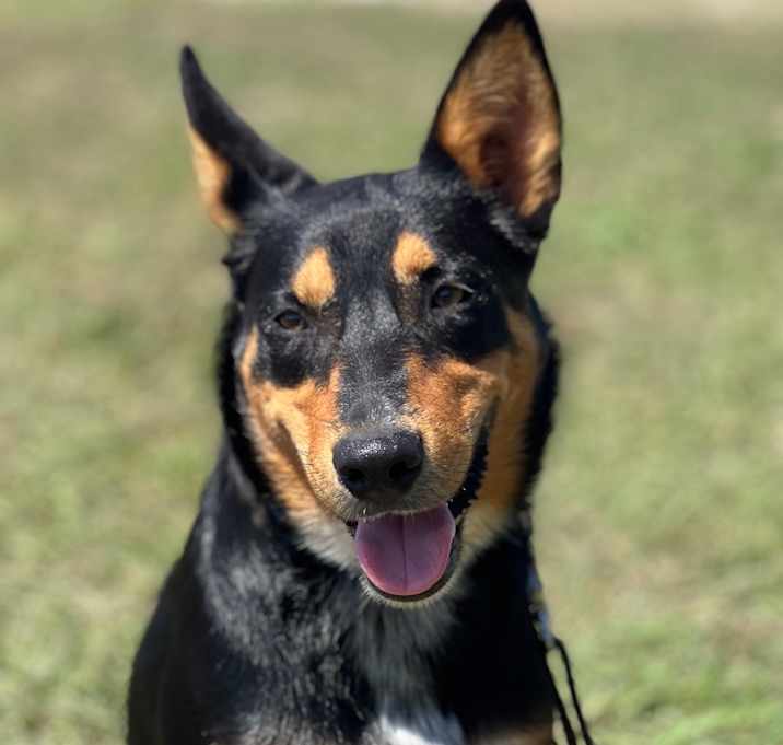 Photo of Elvis