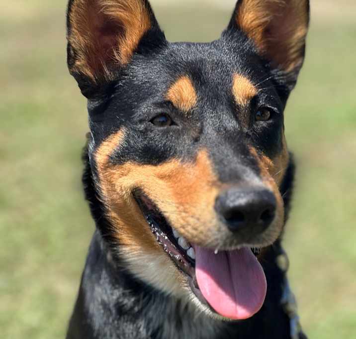 Photo of Polo