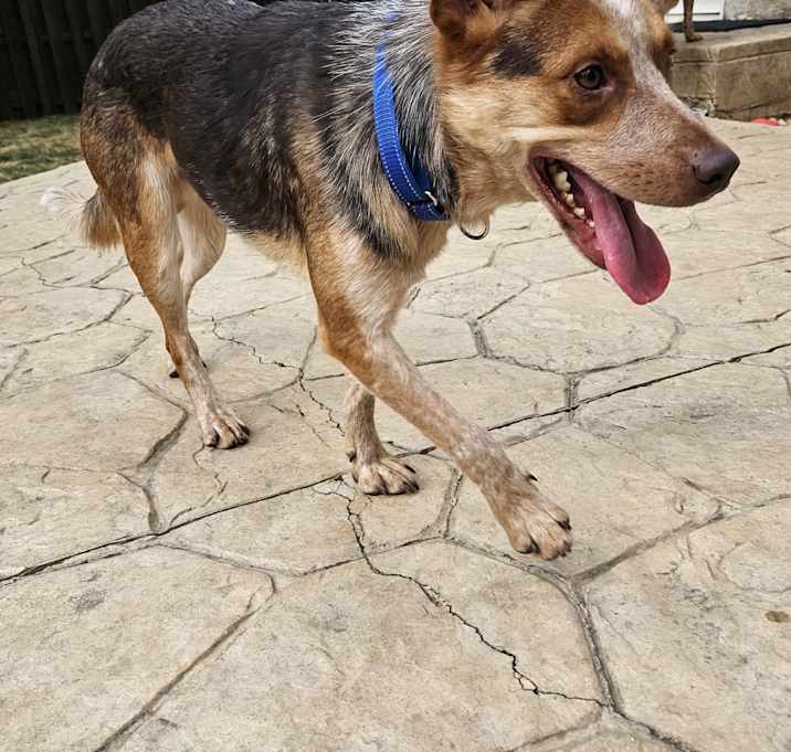 Photo of Bandit